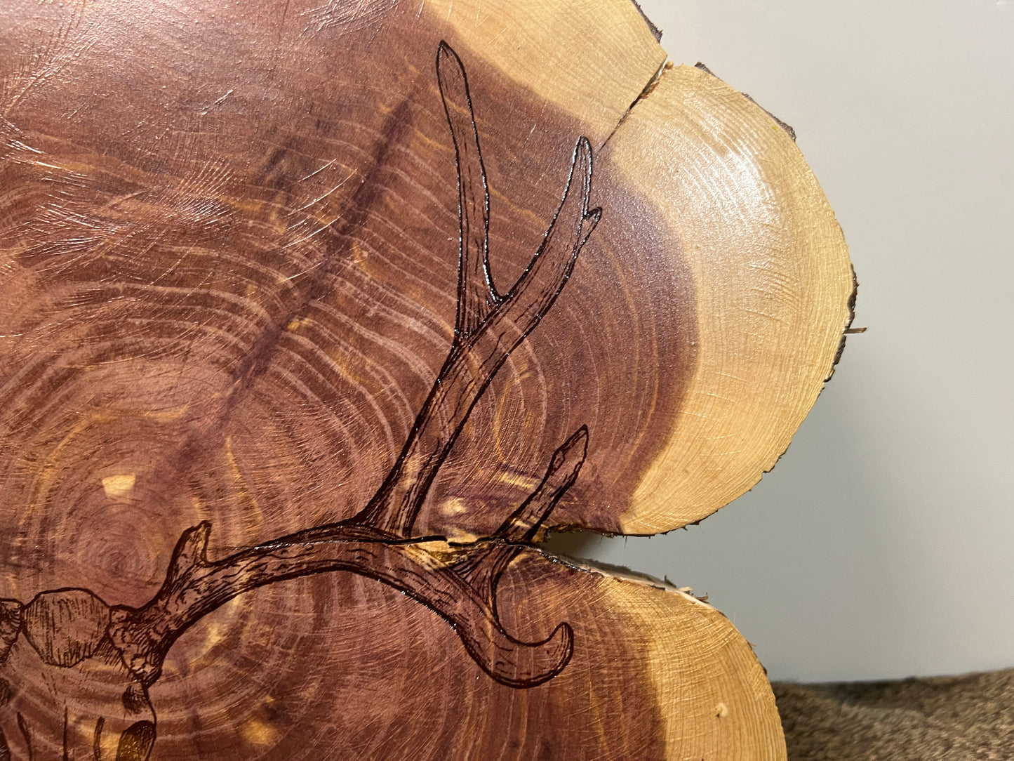 Cedar Round | Deer Skull